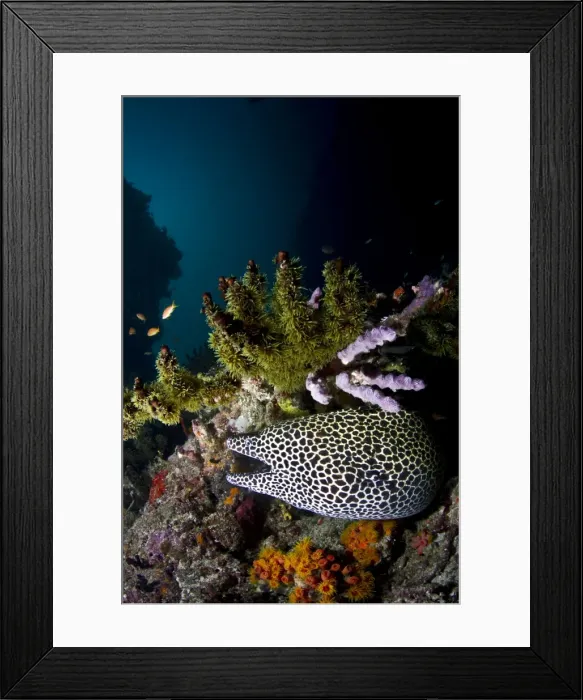 Framed Print : Picture No. 10892949 Framed Print : Picture No. 10892949