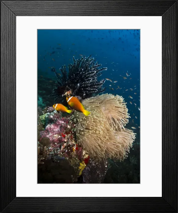 Framed Print : Picture No. 10892957 Framed Print : Picture No. 10892957
