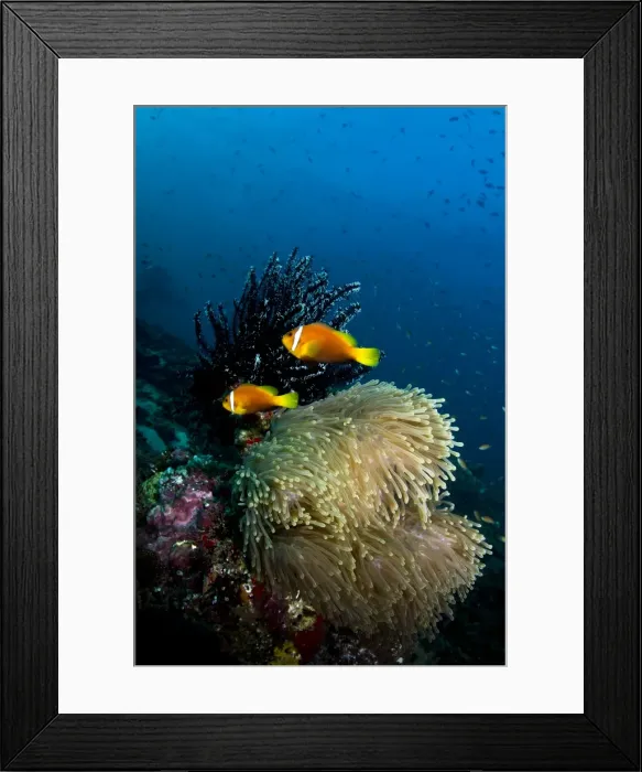 Framed Print : Picture No. 10892958 Framed Print : Picture No. 10892958