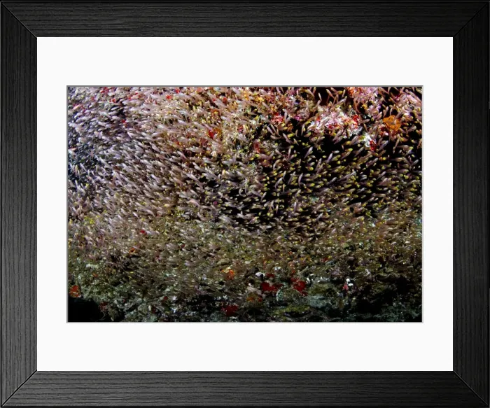 Framed Print : Picture No. 10892961 Framed Print : Picture No. 10892961