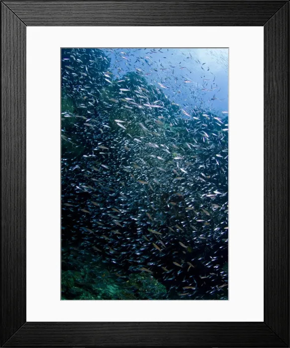 Framed Print : Picture No. 10892960