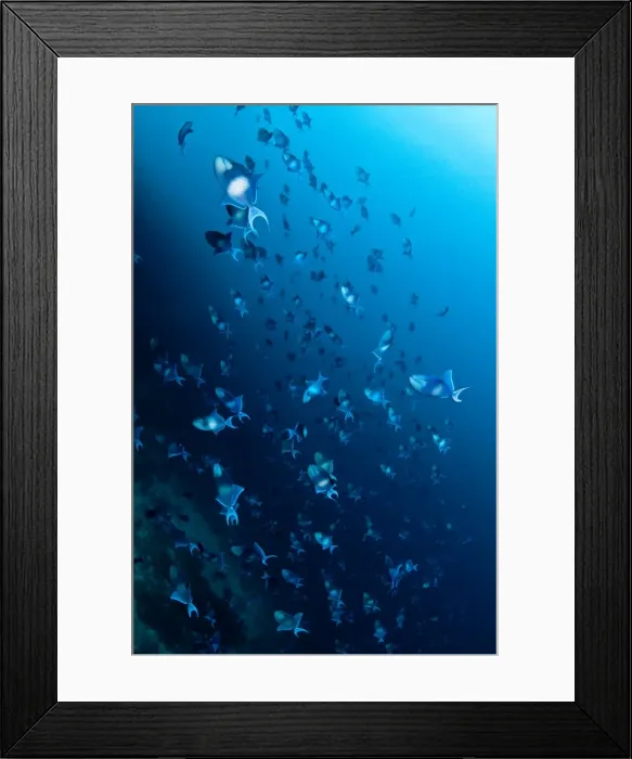Framed Print : Picture No. 10892954 Framed Print : Picture No. 10892954