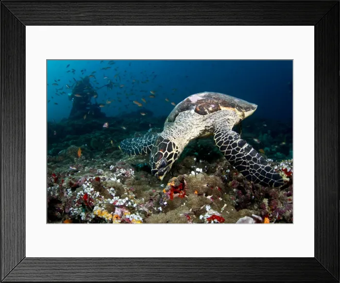 Framed Print : Picture No. 10892959 Framed Print : Picture No. 10892959