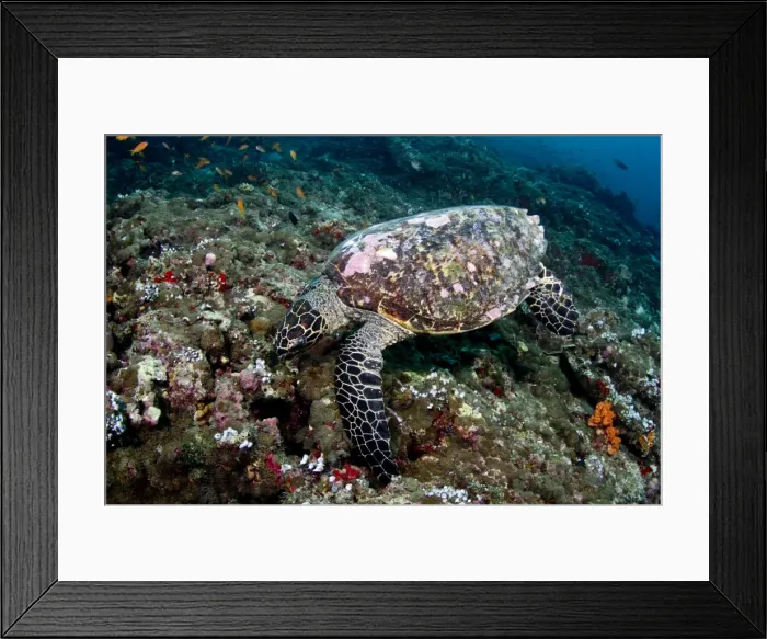 Framed Print : Picture No. 10892956 Framed Print : Picture No. 10892956