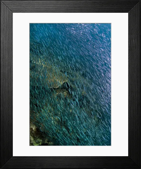 Framed Print : Picture No. 10892966 Framed Print : Picture No. 10892966
