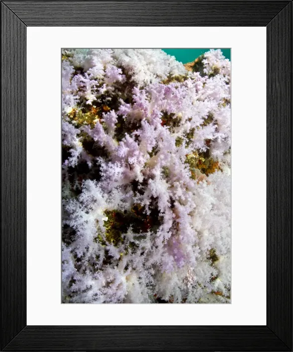 Framed Print : Picture No. 10892967 Framed Print : Picture No. 10892967