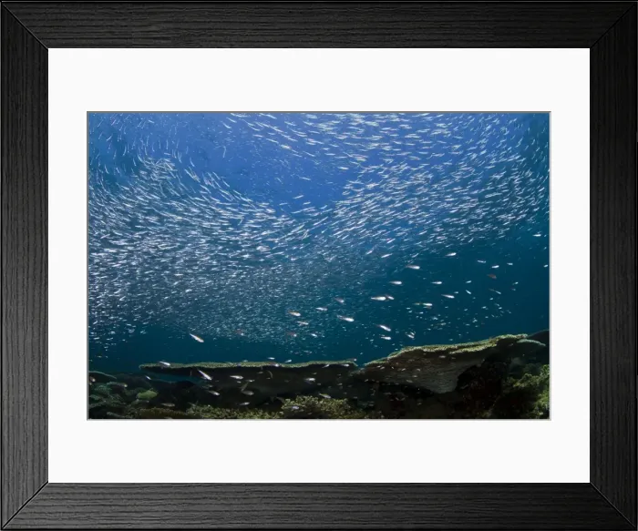 Framed Print : Picture No. 10892965 Framed Print : Picture No. 10892965