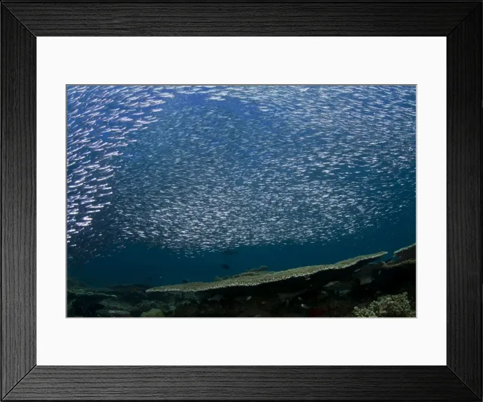 Framed Print : Picture No. 10892964 Framed Print : Picture No. 10892964