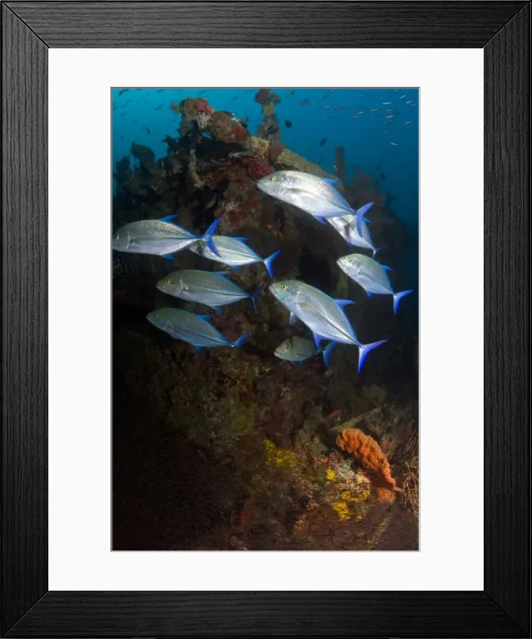 Framed Print : Picture No. 10892972 Framed Print : Picture No. 10892972