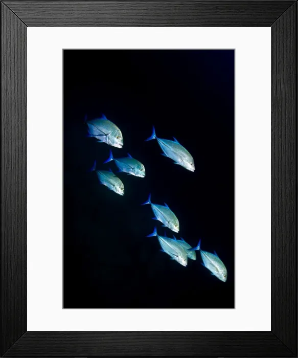 Framed Print : Picture No. 10892973 Framed Print : Picture No. 10892973