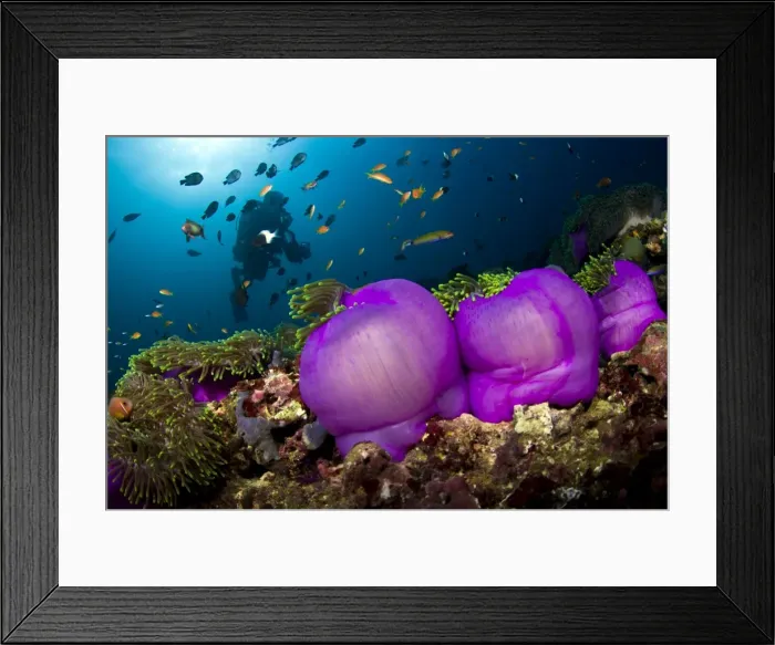 Framed Print : Picture No. 10892974 Framed Print : Picture No. 10892974