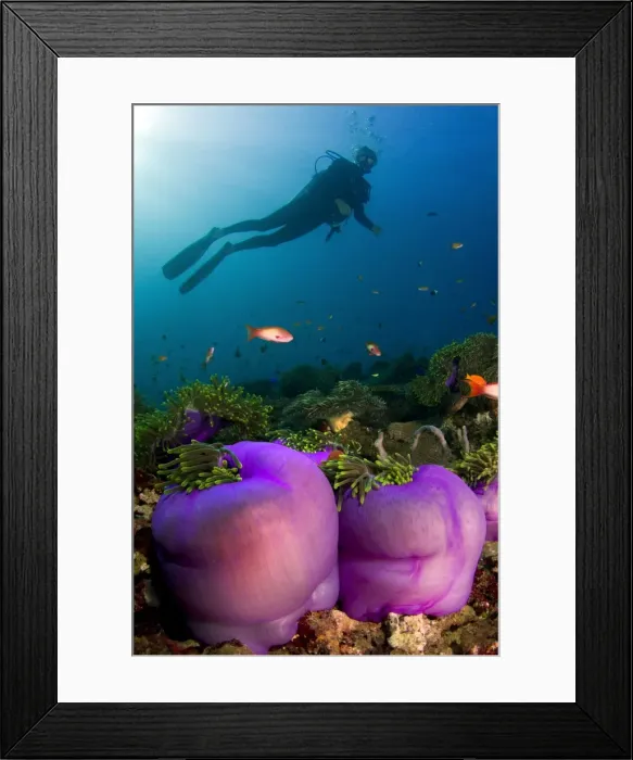 Framed Print : Picture No. 10892975