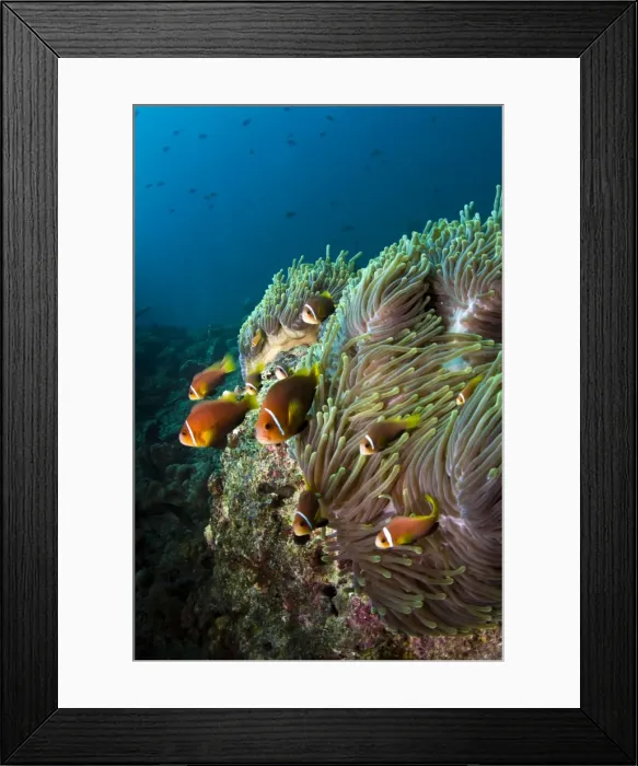 Framed Print : Picture No. 10892977 Framed Print : Picture No. 10892977