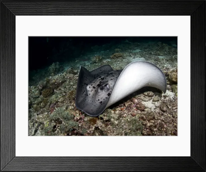 Framed Print : Picture No. 10892978 Framed Print : Picture No. 10892978