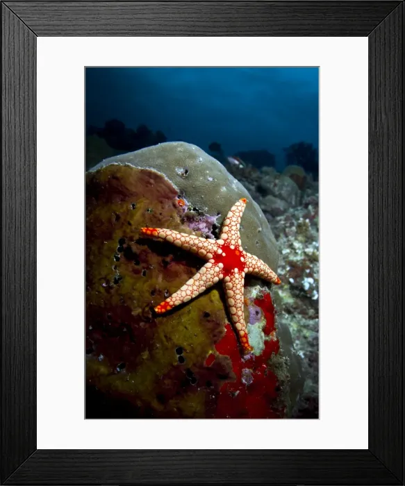Framed Print : Picture No. 10892981 Framed Print : Picture No. 10892981