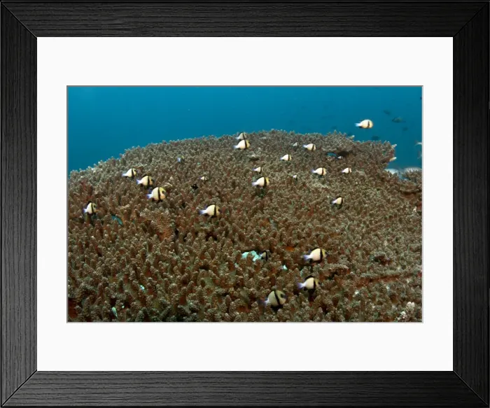 Framed Print : Picture No. 10892976 Framed Print : Picture No. 10892976