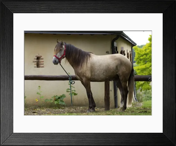 Framed Print : Picture No. 10898307