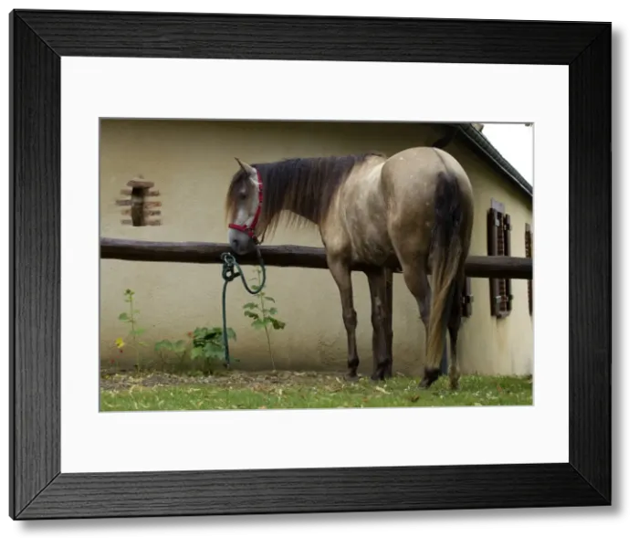 Framed Print : Picture No. 10898310 Framed Print : Picture No. 10898310