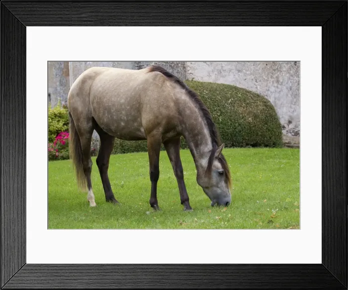 Framed Print : Picture No. 10898305 Framed Print : Picture No. 10898305