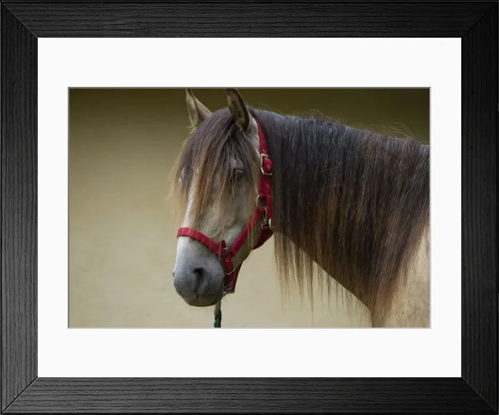 Framed Print : Picture No. 10898309 Framed Print : Picture No. 10898309