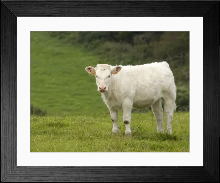 Framed Print : Picture No. 10898313 Framed Print : Picture No. 10898313
