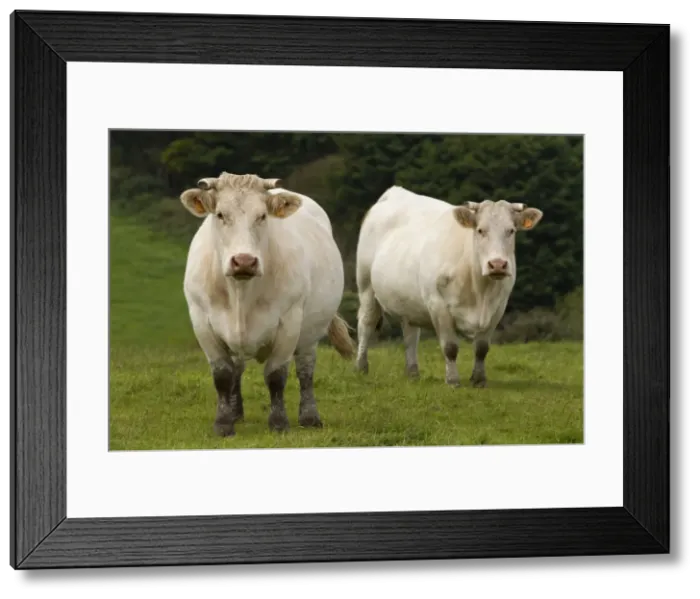 Framed Print : Picture No. 10898312 Framed Print : Picture No. 10898312