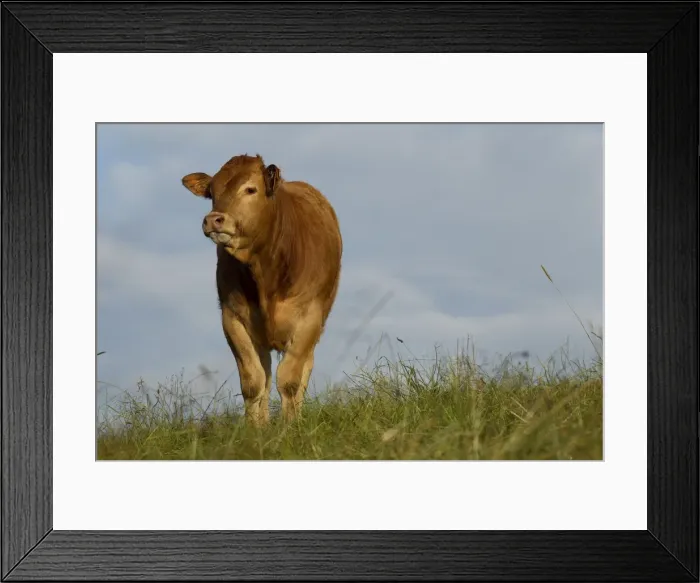 Framed Print : Picture No. 10898316 Framed Print : Picture No. 10898316