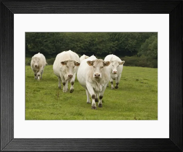 Framed Print : Picture No. 10898314 Framed Print : Picture No. 10898314