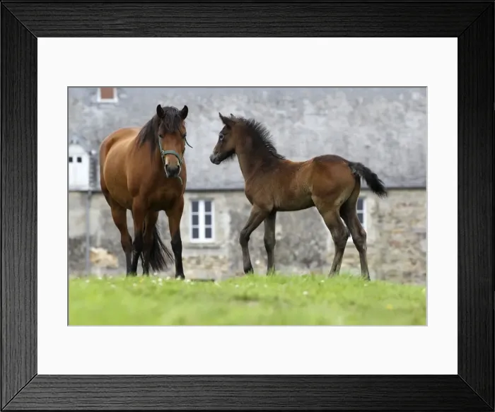 Framed Print : Picture No. 10898315 Framed Print : Picture No. 10898315