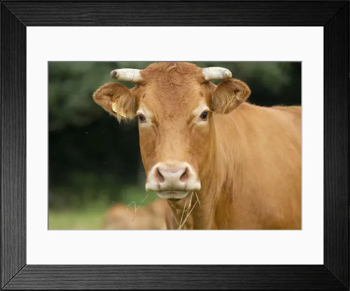 Framed Print : Picture No. 10898317