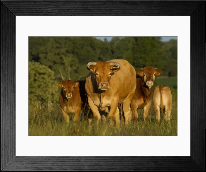 Framed Print : Picture No. 10898322 Framed Print : Picture No. 10898322