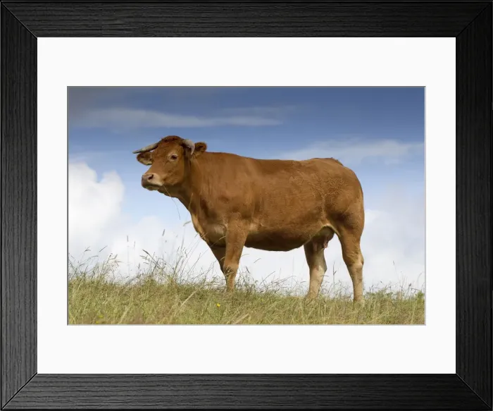 Framed Print : Picture No. 10898324 Framed Print : Picture No. 10898324