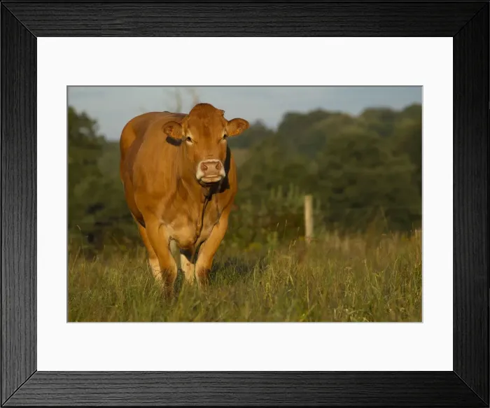 Framed Print : Picture No. 10898323 Framed Print : Picture No. 10898323