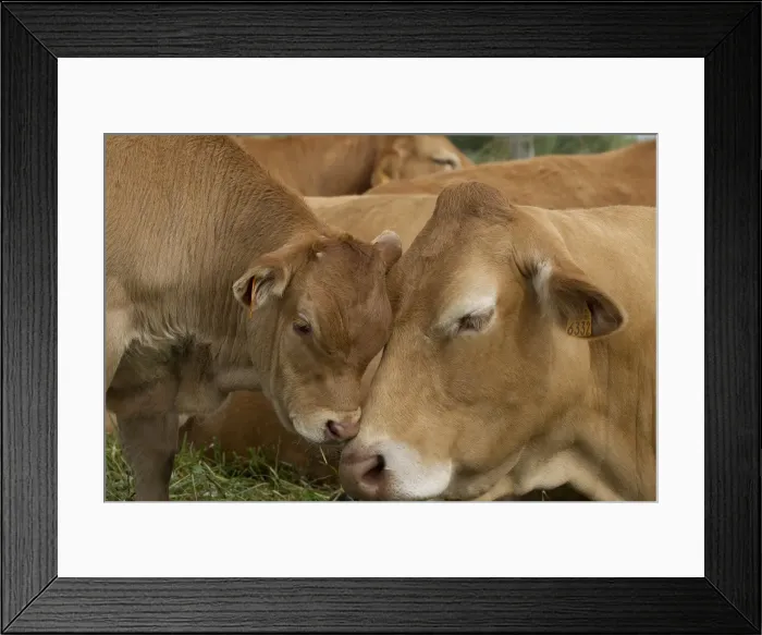Framed Print : Picture No. 10898329 Framed Print : Picture No. 10898329