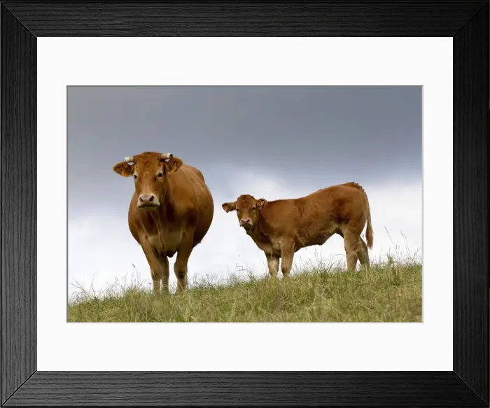 Framed Print : Picture No. 10898325 Framed Print : Picture No. 10898325