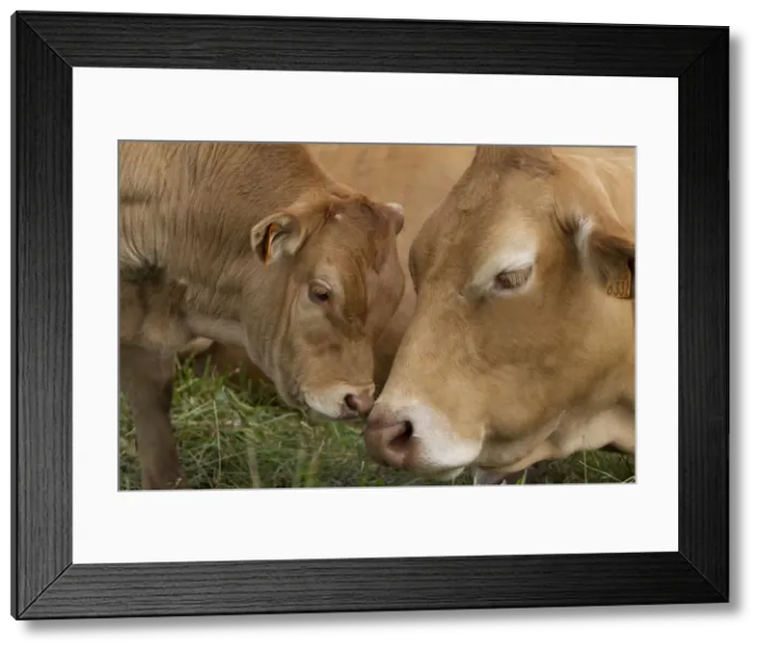 Framed Print : Picture No. 10898330 Framed Print : Picture No. 10898330