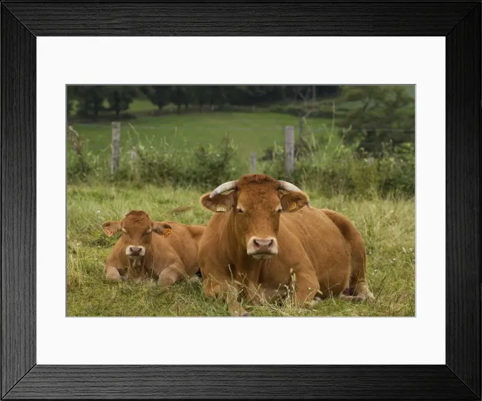 Framed Print : Picture No. 10898327