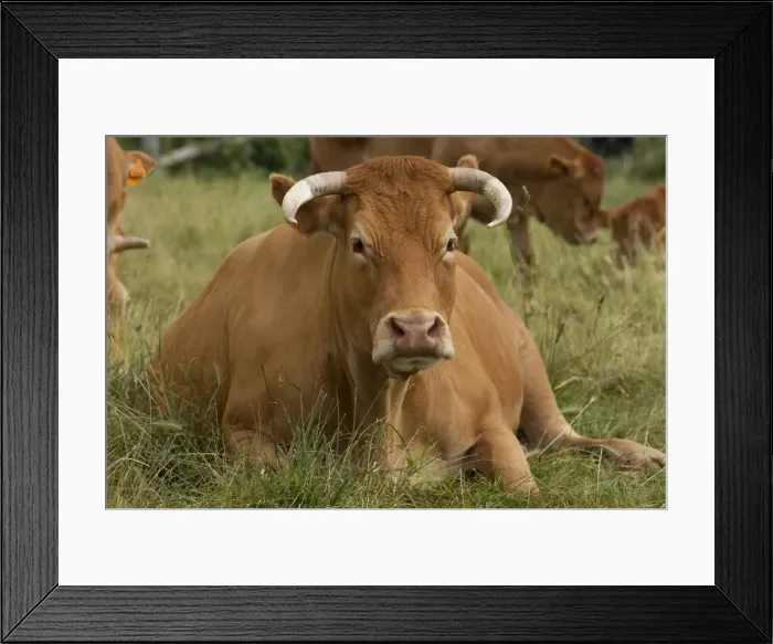 Framed Print : Picture No. 10898326 Framed Print : Picture No. 10898326