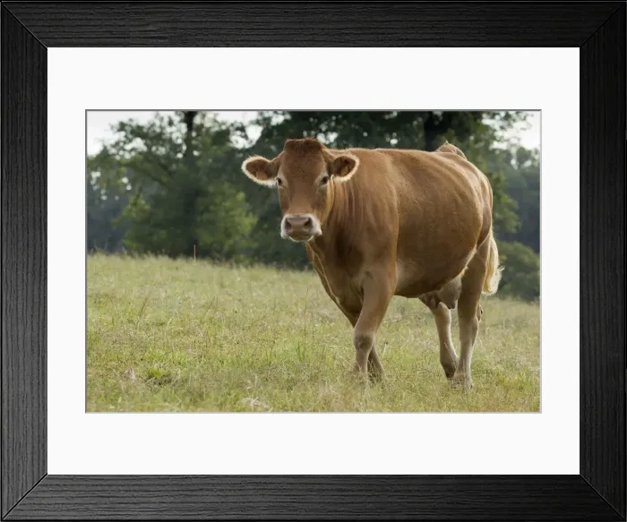 Framed Print : Picture No. 10898334 Framed Print : Picture No. 10898334