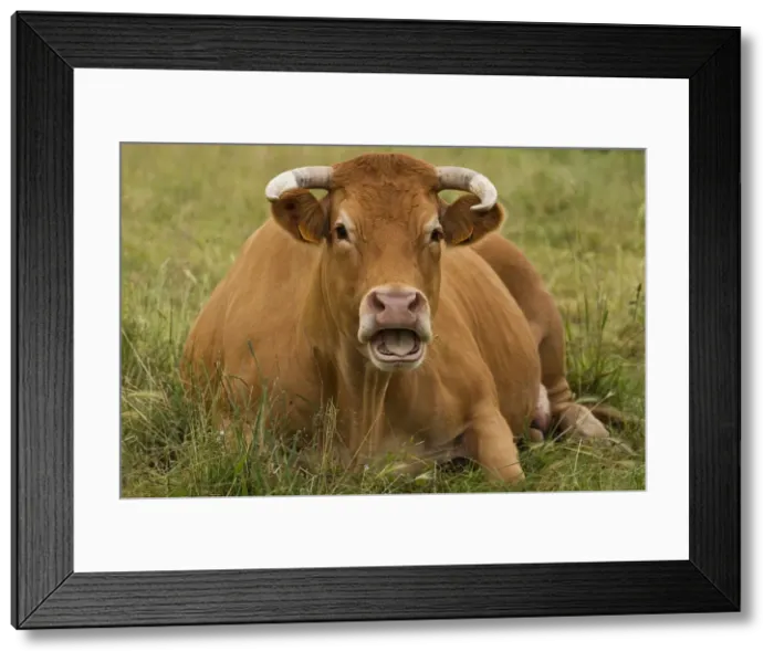Framed Print : Picture No. 10898328