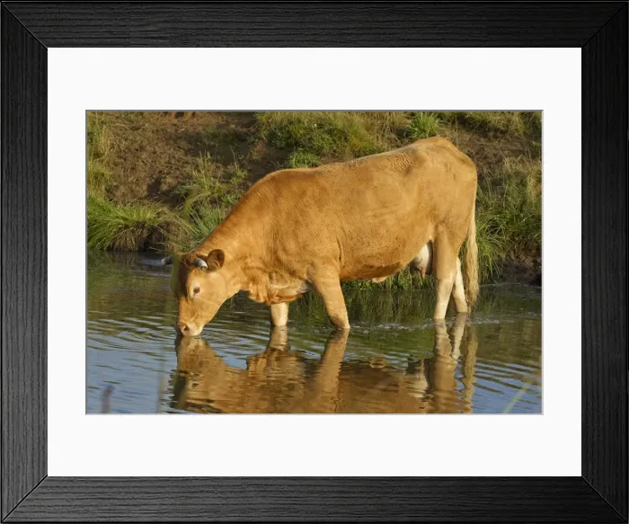 Framed Print : Picture No. 10898335 Framed Print : Picture No. 10898335