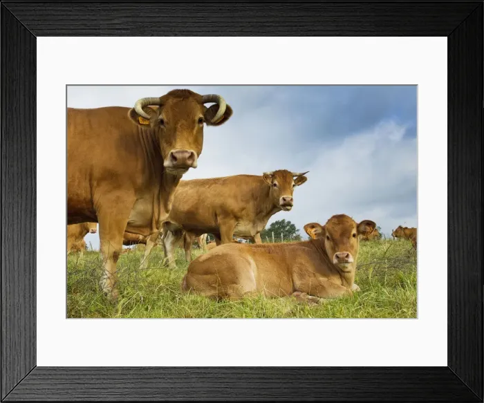Framed Print : Picture No. 10898333