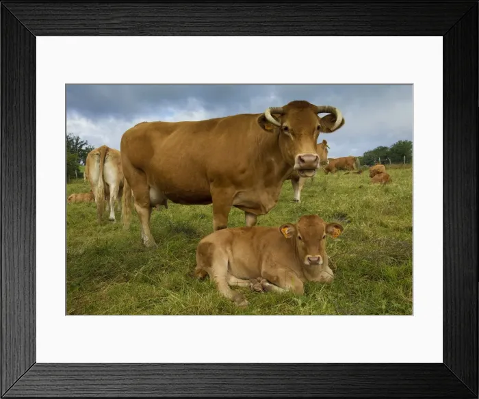 Framed Print : Picture No. 10898332 Framed Print : Picture No. 10898332