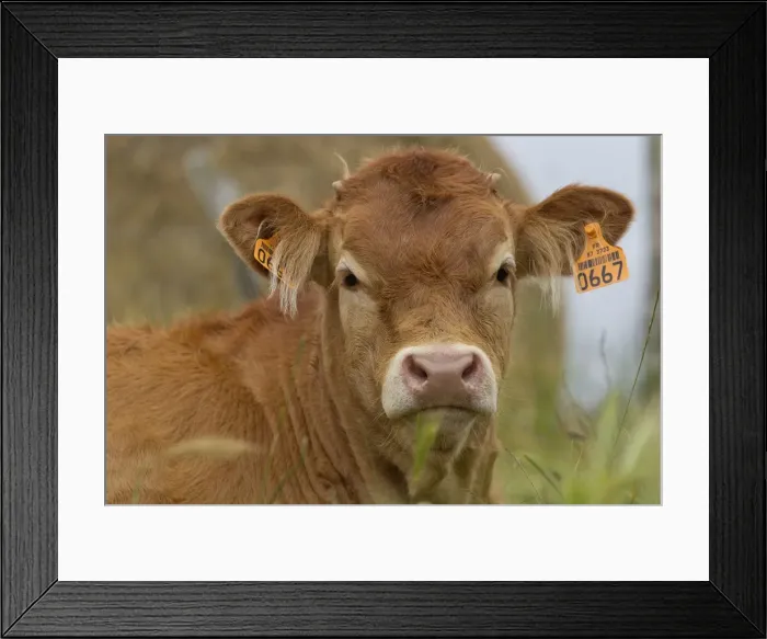 Framed Print : Picture No. 10898331 Framed Print : Picture No. 10898331
