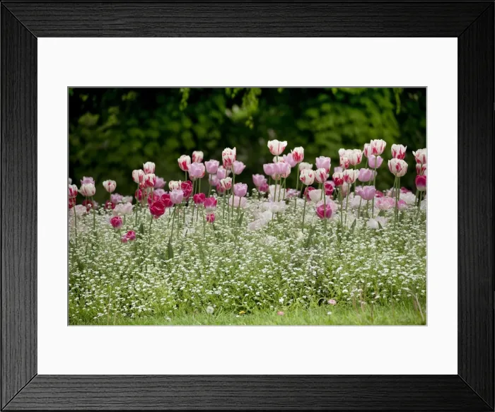 Framed Print : Picture No. 10898338 Framed Print : Picture No. 10898338