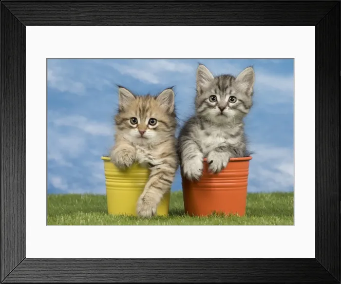 Framed Print : Picture No. 10898342