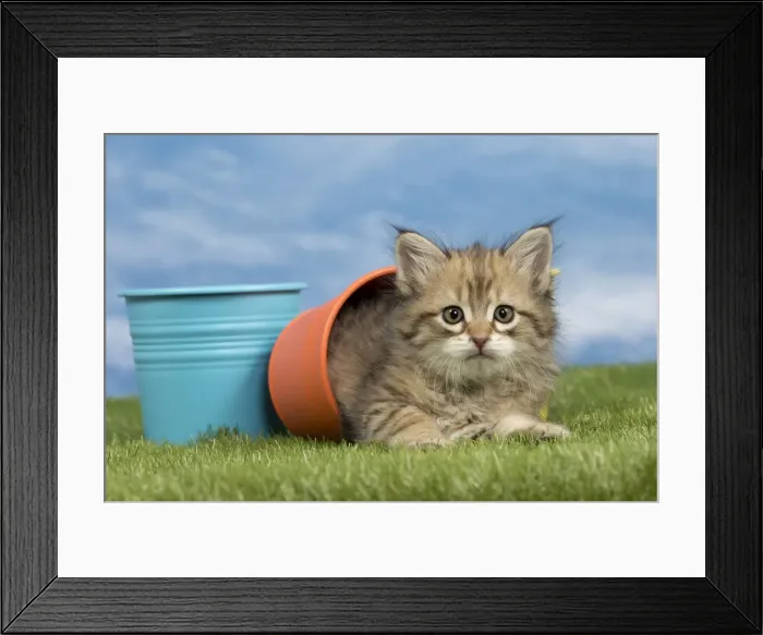 Framed Print : Picture No. 10898341 Framed Print : Picture No. 10898341