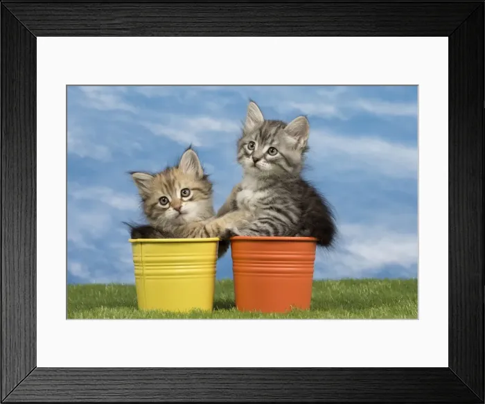 Framed Print : Picture No. 10898343 Framed Print : Picture No. 10898343