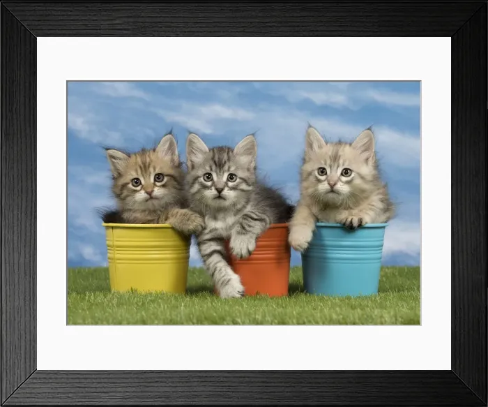 Framed Print : Picture No. 10898345 Framed Print : Picture No. 10898345