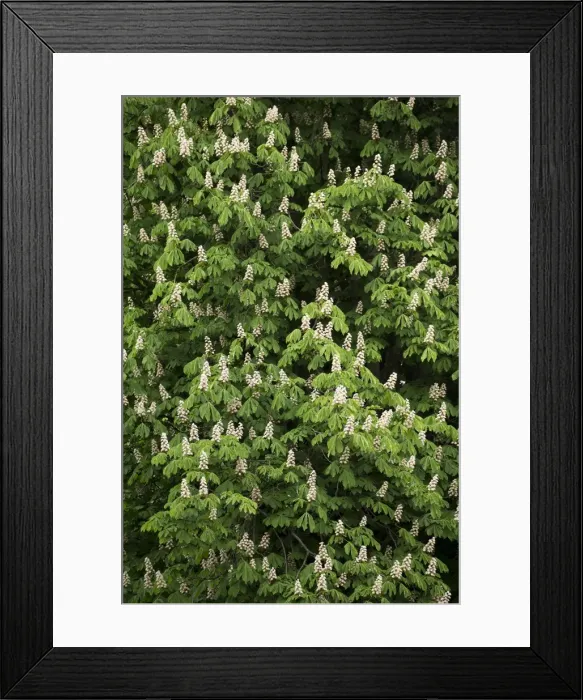 Framed Print : Picture No. 10898339 Framed Print : Picture No. 10898339